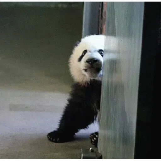 panda - Sticker 10