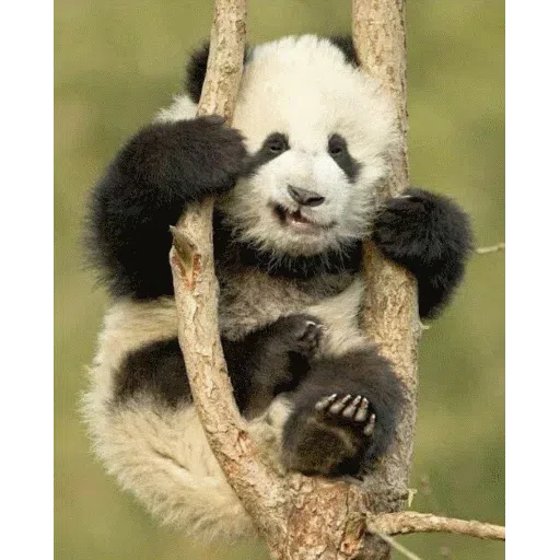 panda - Sticker 17