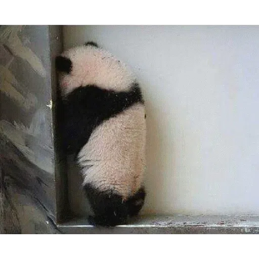 panda - Sticker 9