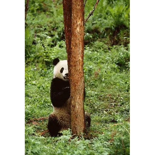panda - Sticker 16