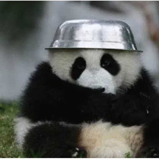 panda - Sticker 13