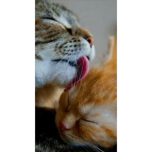Pishi - Sticker 12