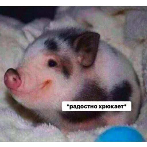 aleshaanimals20203 - Sticker 23