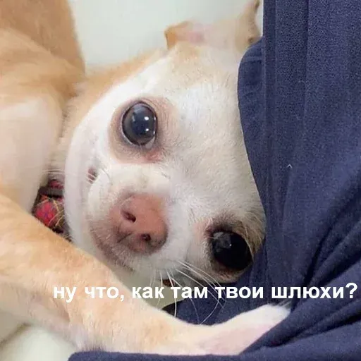 aleshaanimals20203 - Sticker 11