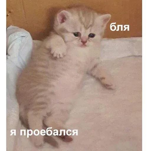 aleshaanimals20203 - Sticker 18
