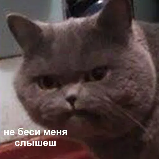 aleshaanimals20203 - Sticker 10
