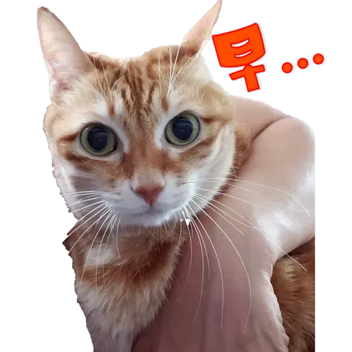 Tora and Kani 3 - Sticker 17