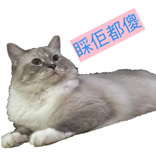 奶茶王 - Sticker 19