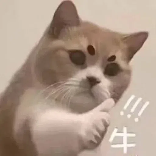 Cat meme - Sticker 29