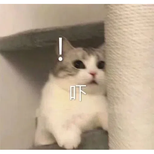 Cat meme - Sticker 18