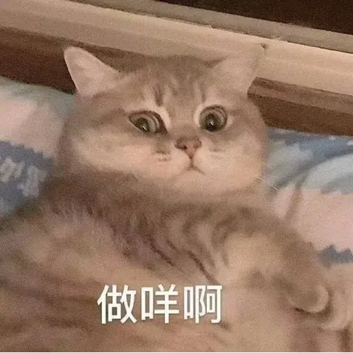 Cat meme - Sticker 12
