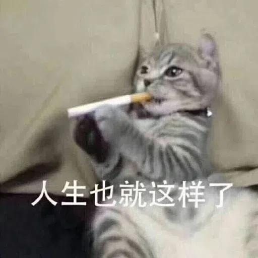Cat meme - Sticker 30