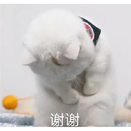 Cat meme - Sticker 21