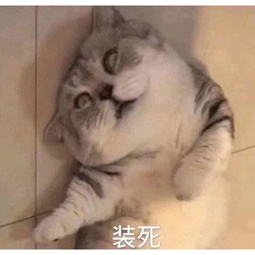 Cat meme - Sticker 28