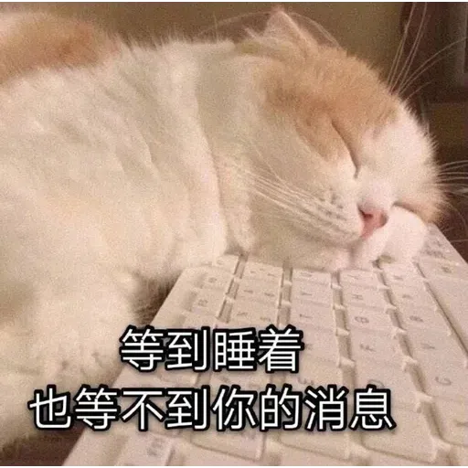 Cat meme - Sticker 27