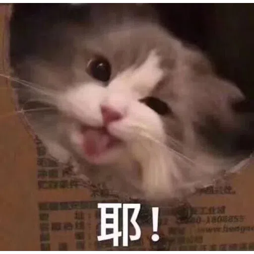 Cat meme - Sticker 10
