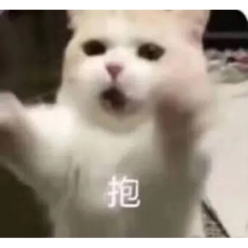 Cat meme - Sticker 25