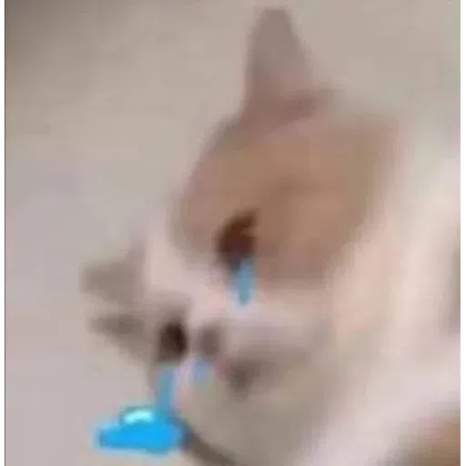 Cat meme - Sticker 17