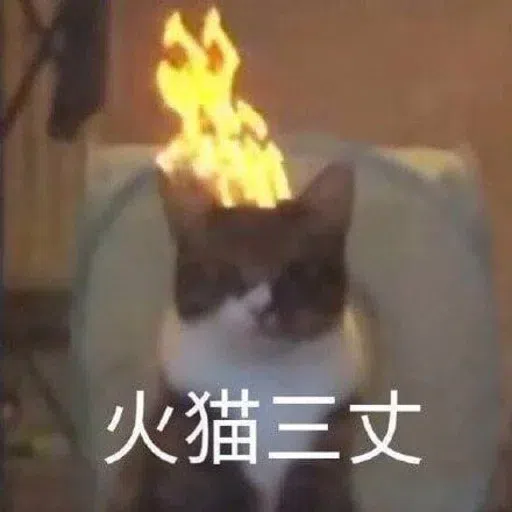 Cat meme - Sticker 13