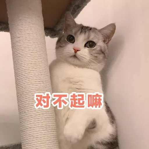 Cat meme - Sticker 14