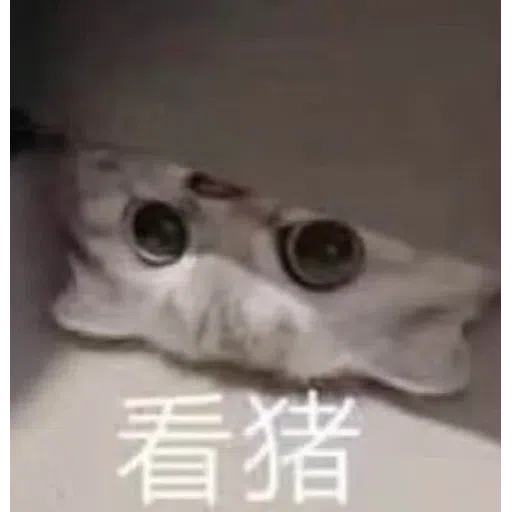 Cat meme - Sticker 20