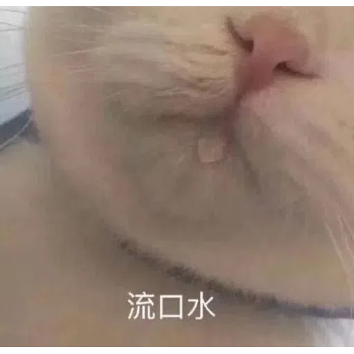 Cat meme - Sticker 9