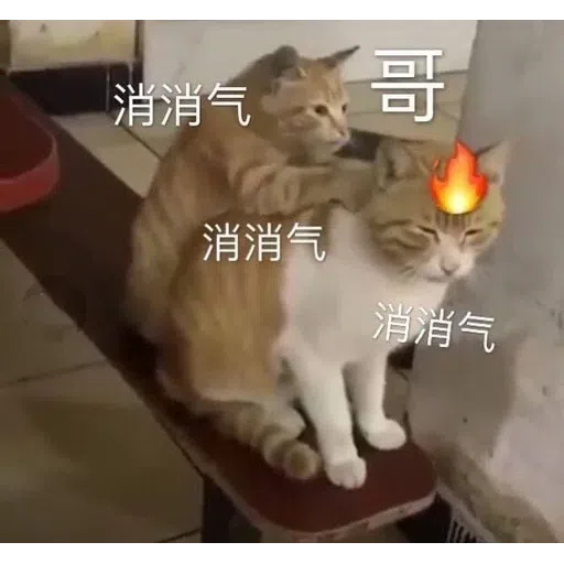 Cat meme - Sticker 19