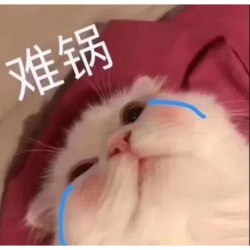 Cat meme - Sticker 11