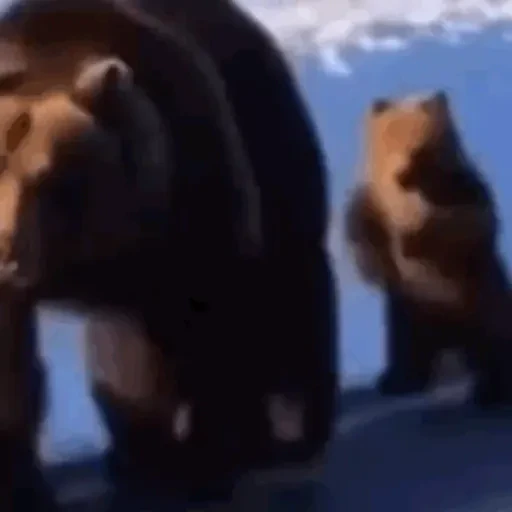 TikTok Animated Memes 10 - Sticker 20