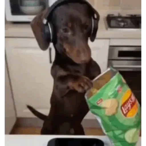 TikTok Animated Memes 10 - Sticker 24