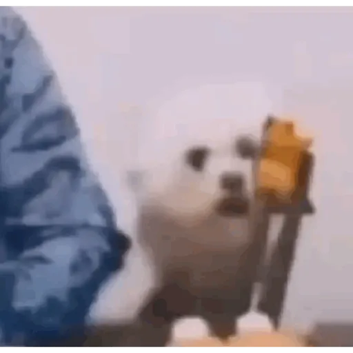 TikTok Animated Memes 10 - Sticker 22