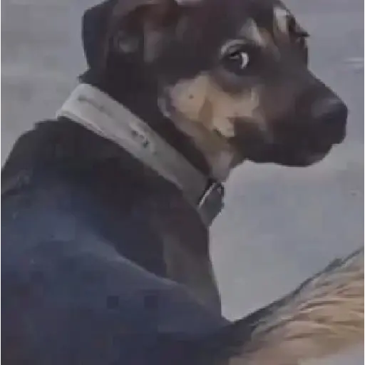 TikTok Animated Memes 10 - Sticker 14