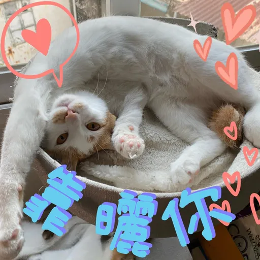 港短閪貓團（動作篇） - Sticker 23