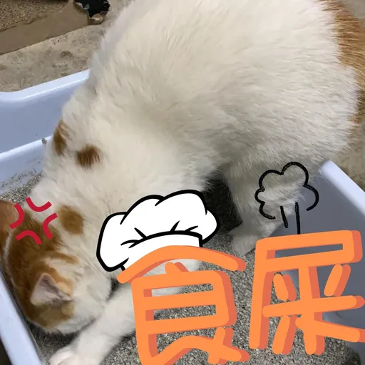 港短閪貓團（動作篇） - Sticker 14