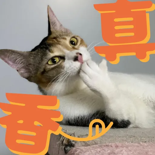 港短閪貓團（動作篇） - Sticker 13