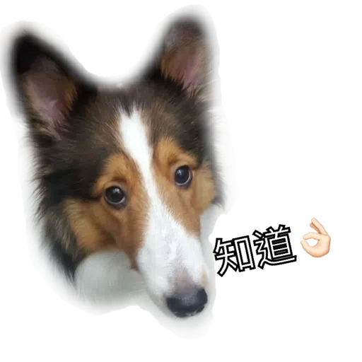 ShaSha - Sticker 9