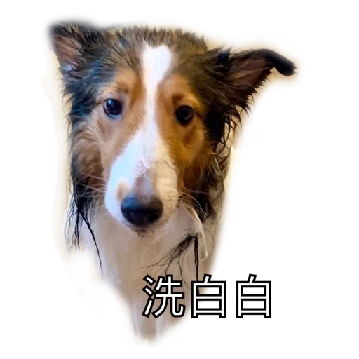 ShaSha - Sticker 16