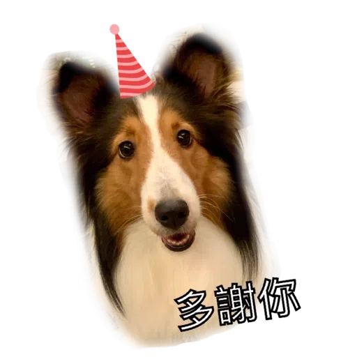 ShaSha - Sticker 11