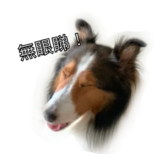ShaSha - Sticker 15