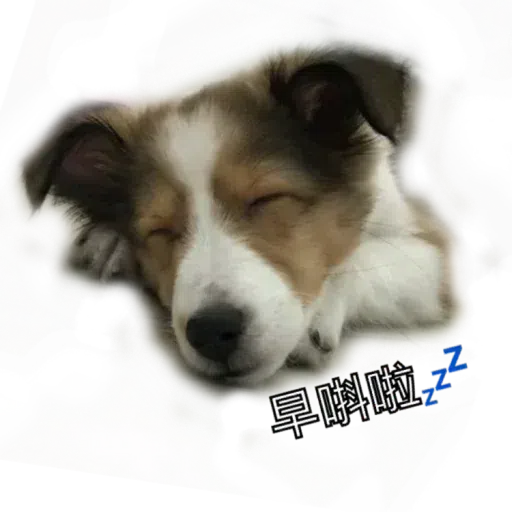 ShaSha - Sticker 13