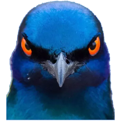 alrumaithi2 - Sticker 28