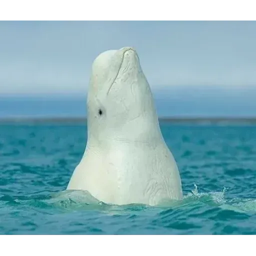 Beluga - Sticker 10