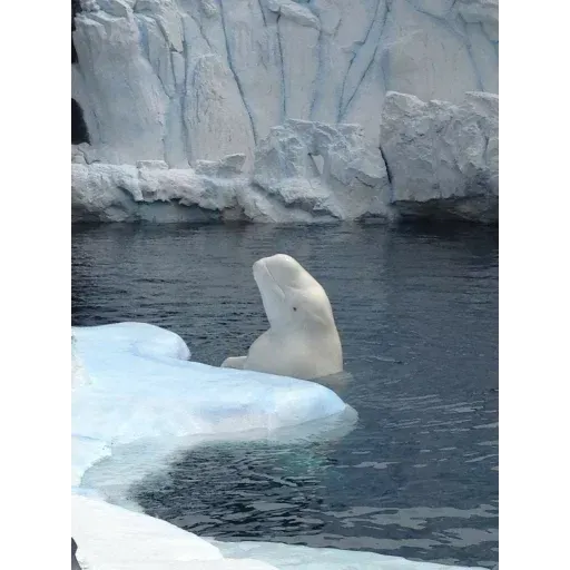 Beluga - Sticker 11