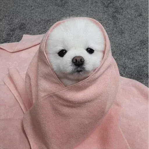 dogs with threatening aura - Sticker 21