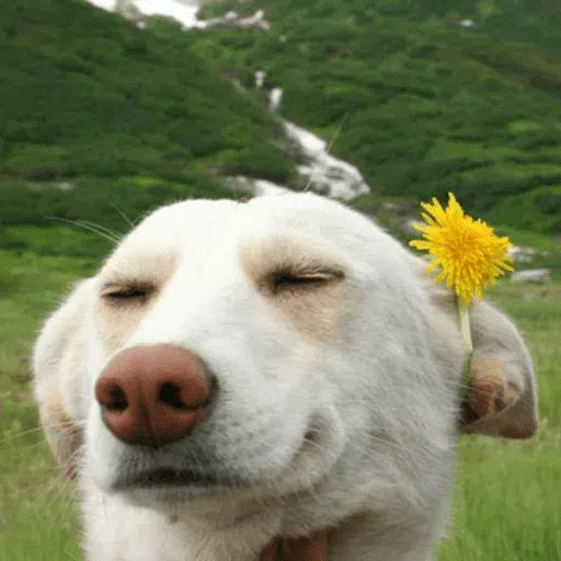 dogs with threatening aura - Sticker 30