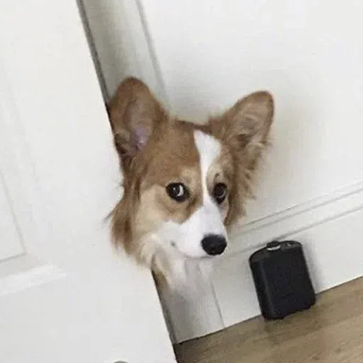 dogs with threatening aura - Sticker 14