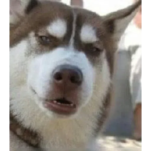 dogs with threatening aura - Sticker 28