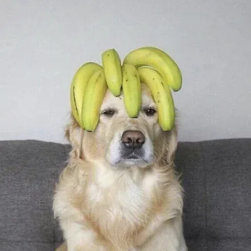 dogs with threatening aura - Sticker 16