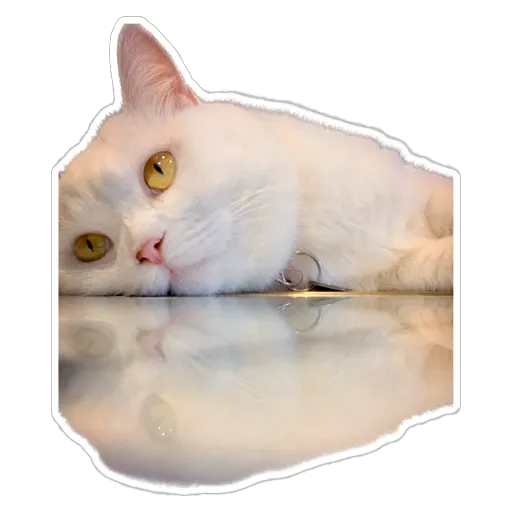 sgn_meow3 - Sticker 17
