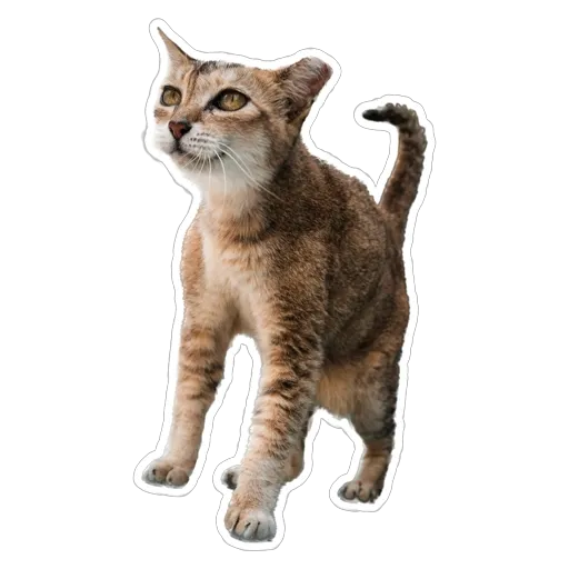 sgn_meow3 - Sticker 24